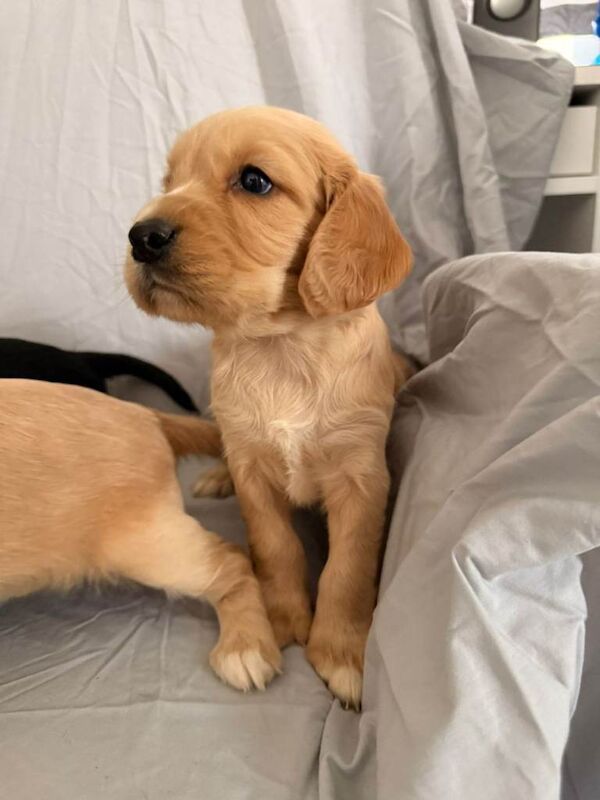 Cocker Spaniel puppies for sale in Highworth, Wiltshire – KC registered, 7 weeks old - Image 3 of 5