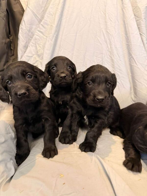 Cocker Spaniel puppies for sale in Highworth, Wiltshire – KC registered, 7 weeks old - Image 4 of 5