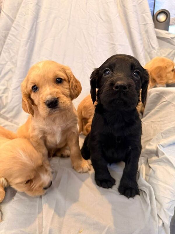 Cocker Spaniel puppies for sale in Highworth, Wiltshire – KC registered, 7 weeks old - Image 5 of 5