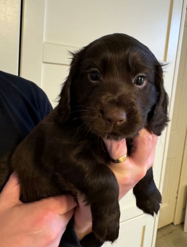 Cocker Spaniel puppies for sale in South Lanarkshire – KC registered, 5 weeks old