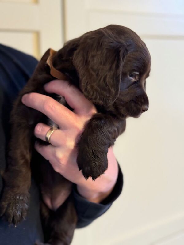 KC registered Cocker Spaniel puppies - Image 2 of 4