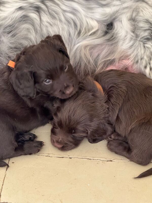 KC registered Cocker Spaniel puppies - Image 3 of 4