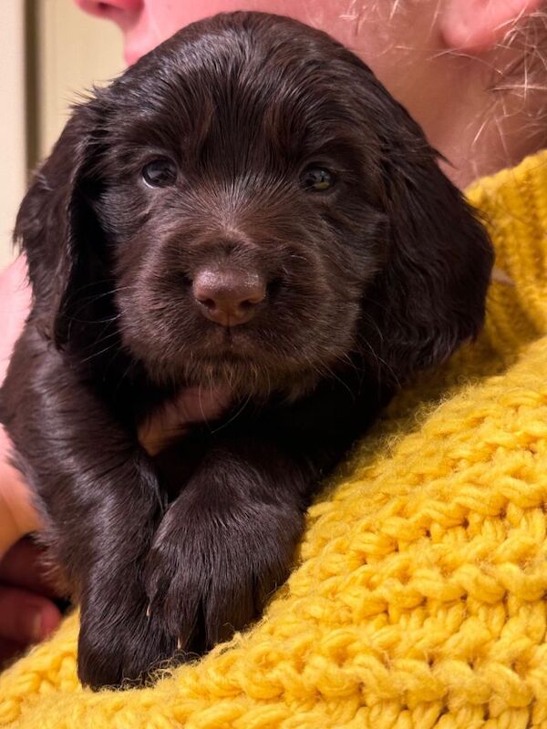 KC registered Cocker Spaniel puppies - Image 4 of 4