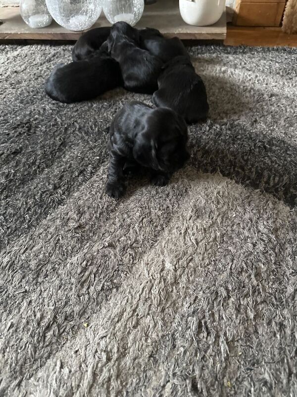 Cocker Spaniel Puppies For Sale