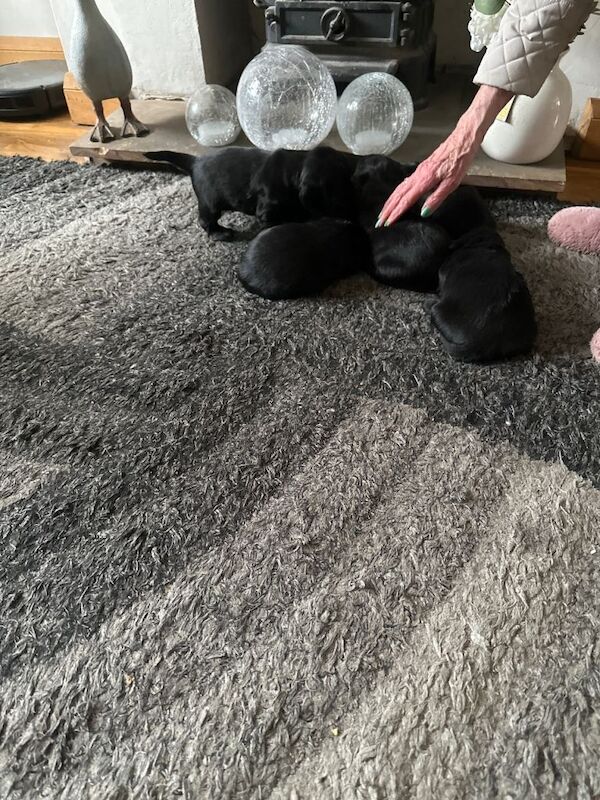 KC Registered cocker spaniel puppies - Image 2 of 5