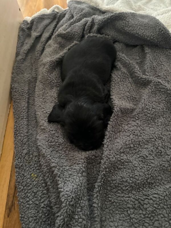 KC Registered cocker spaniel puppies - Image 3 of 5