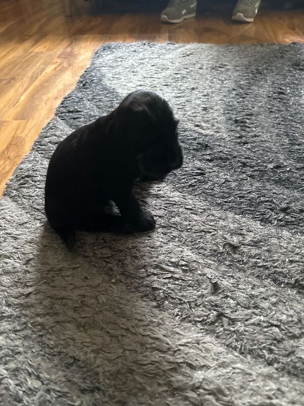 KC Registered cocker spaniel puppies - Image 4 of 5