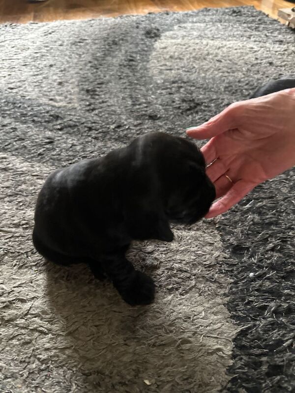 KC Registered cocker spaniel puppies - Image 5 of 5