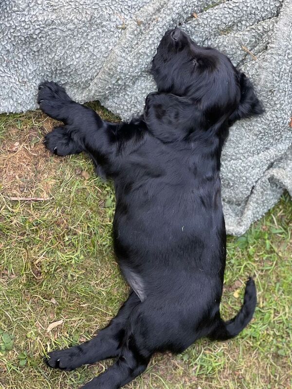 Kc registered Cocker spaniel puppies