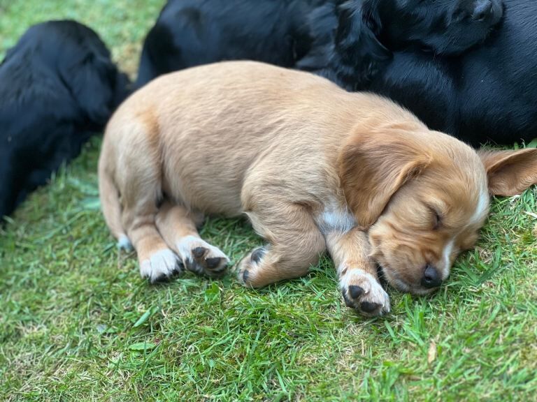 Kc Cocker Kc Registered Cocker Spaniel Puppies For Sale in Okehampton, Devon ...