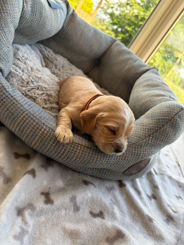KC Registered Cocker Spaniel Puppies - Image 2 of 3