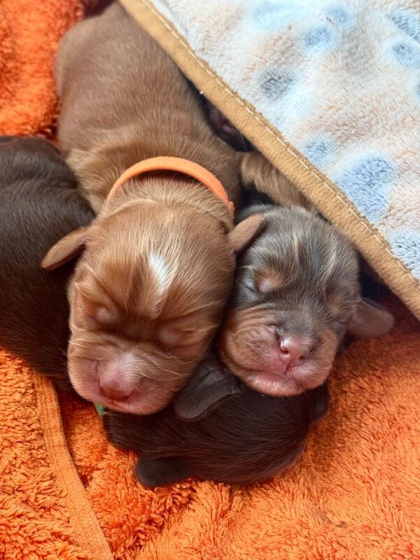 KC Registered Cocker Spaniel Puppies for Sale