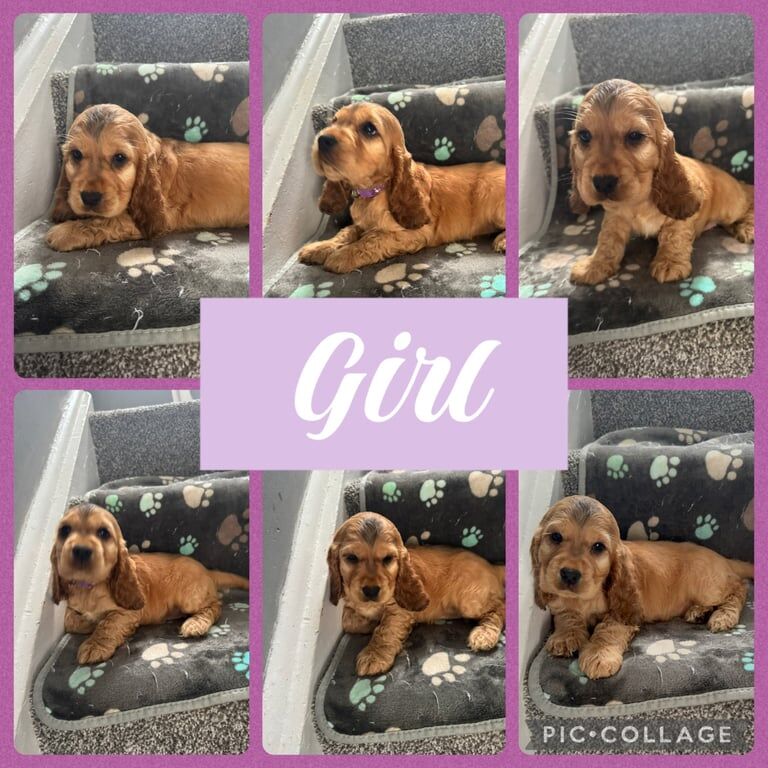 Cocker Spaniel puppies for sale in Swansea / Abertawe, West Glamorgan – KC registered, 8 weeks old
