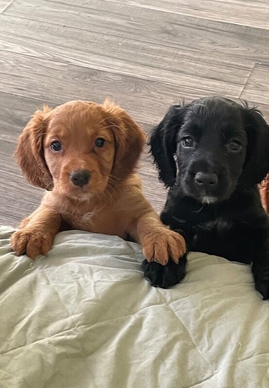 Cocker Spaniel puppies for sale in Kingston Hill, Greater London – KC registered, 9 weeks old
