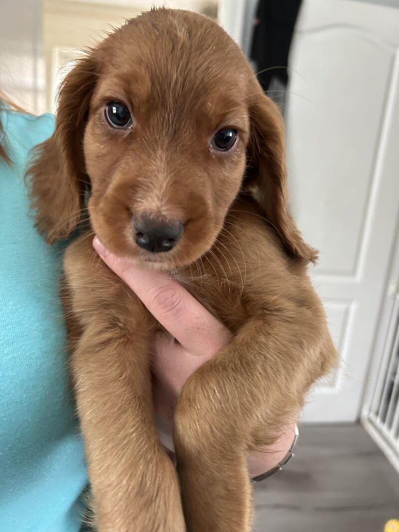 Golden Retriever How Old Is A 12 Week Old Puppy In Dog Years Dogs