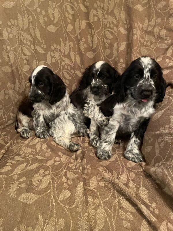 KC Registered Cocker Spaniel Pups - Image 2 of 4