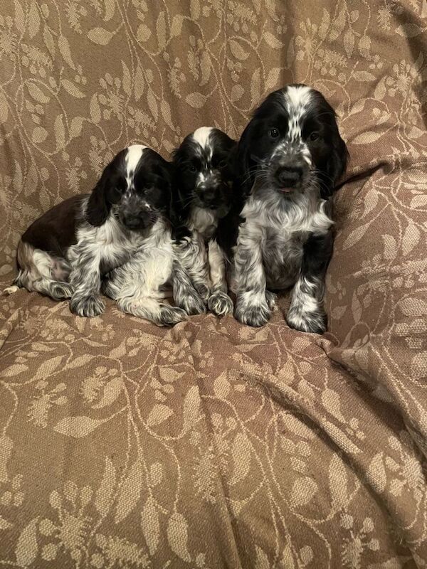 KC Registered Cocker Spaniel Pups - Image 3 of 4