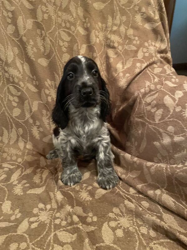 KC Registered Cocker Spaniel Pups - Image 4 of 4