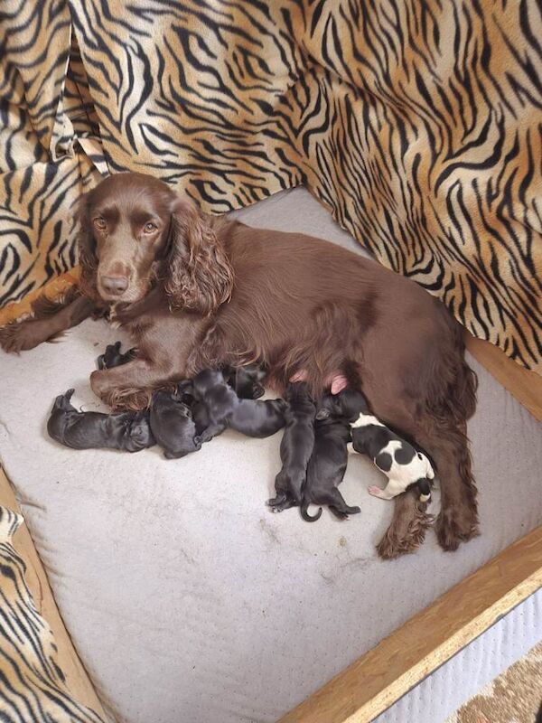 KC registered Cocker Spaniel pups