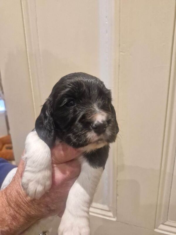 KC registered Cocker Spaniel pups - Image 2 of 4