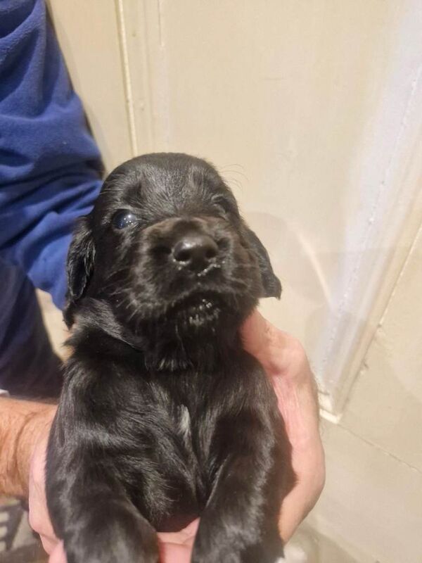 KC registered Cocker Spaniel pups - Image 3 of 4