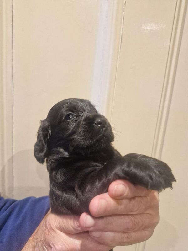 KC registered Cocker Spaniel pups - Image 4 of 4