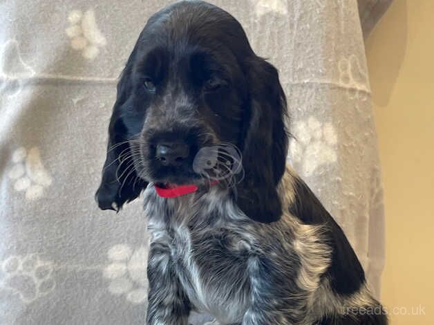 Cocker Spaniel puppies for sale in Aberystwyth, Dyfed – 1 year old - Image 2 of 5