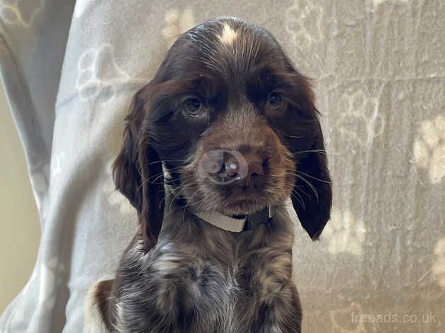 Cocker Spaniel puppies for sale in Aberystwyth, Dyfed – 1 year old - Image 3 of 5