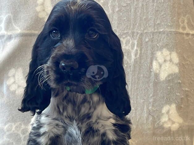Cocker Spaniel puppies for sale in Aberystwyth, Dyfed – 1 year old - Image 5 of 5
