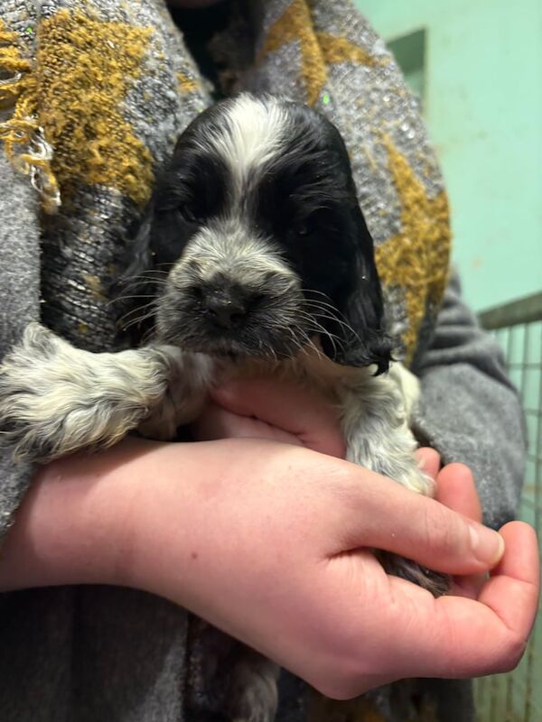 Cocker Spaniel puppies for sale in Durham, County Durham – KC registered, 1 year old - Image 2 of 3