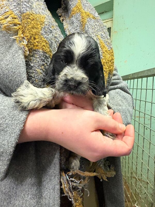Cocker Spaniel puppies for sale in Durham, County Durham – KC registered, 1 year old - Image 3 of 3