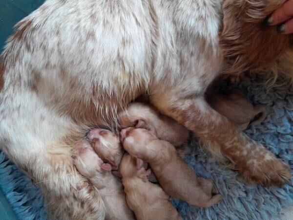 Cocker Spaniel puppies for sale in Caernarfon, Gwynedd – 1 year old - Image 2 of 5