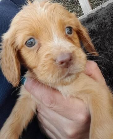 Cocker Spaniel puppies for sale in Caernarfon, Gwynedd – 1 year old - Image 3 of 5