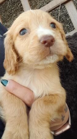 Cocker Spaniel puppies for sale in Caernarfon, Gwynedd – 1 year old - Image 4 of 5