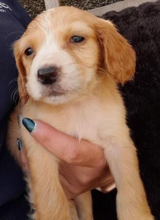 Cocker Spaniel puppies for sale in Caernarfon, Gwynedd – 1 year old - Image 5 of 5