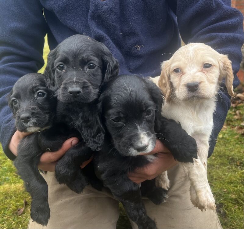 KC Registered Cocker Spaniels for sale in Northwich, Cheshire
