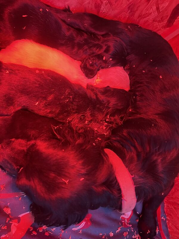 Cocker Spaniel puppies for sale in Northwich, Cheshire – KC registered, 1 year old - Image 2 of 3