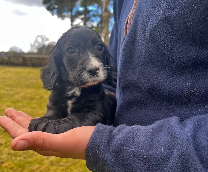 Cocker Spaniel puppies for sale in Northwich, Cheshire – KC registered, 1 year old - Image 3 of 3