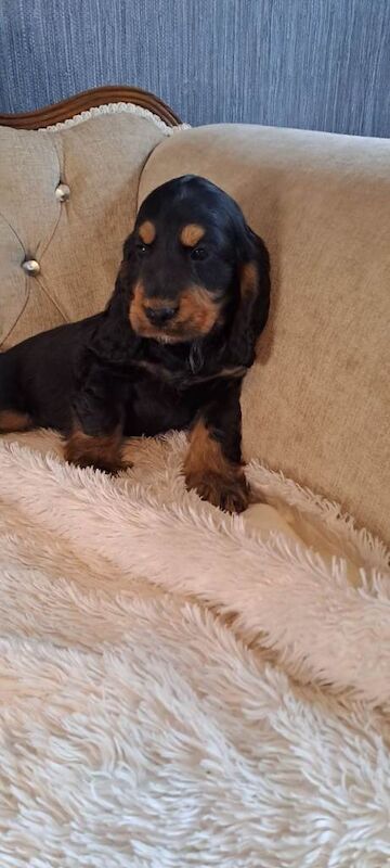 Kennel Club Registered Cocker Spaniel Puppies For Sale