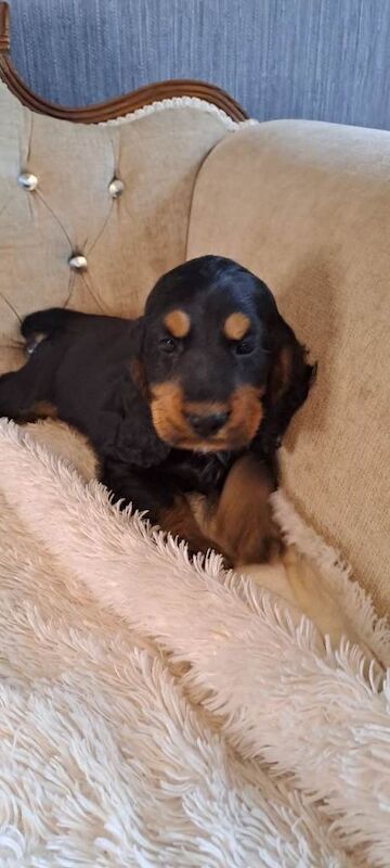 kc registered cocker Spaniels - Image 2 of 4