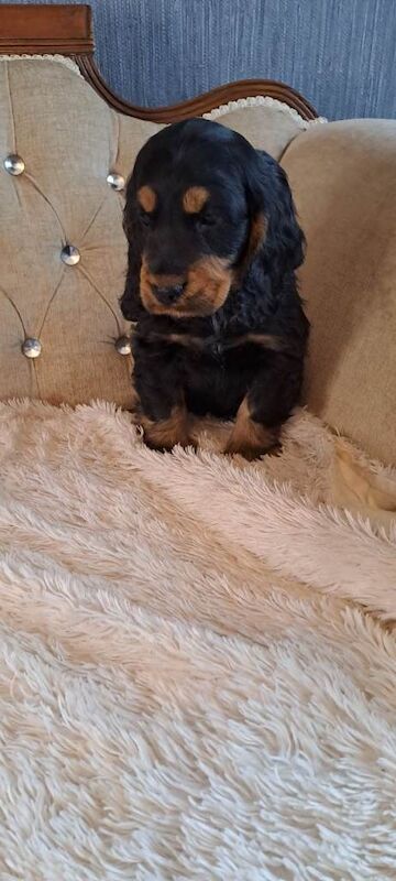 kc registered cocker Spaniels - Image 3 of 4