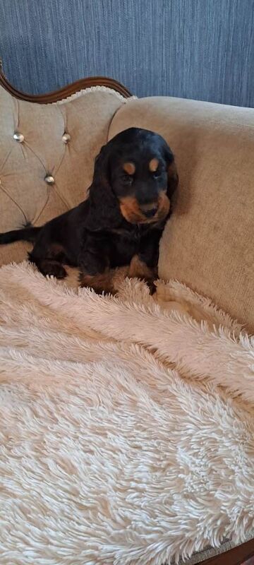 kc registered cocker Spaniels - Image 4 of 4