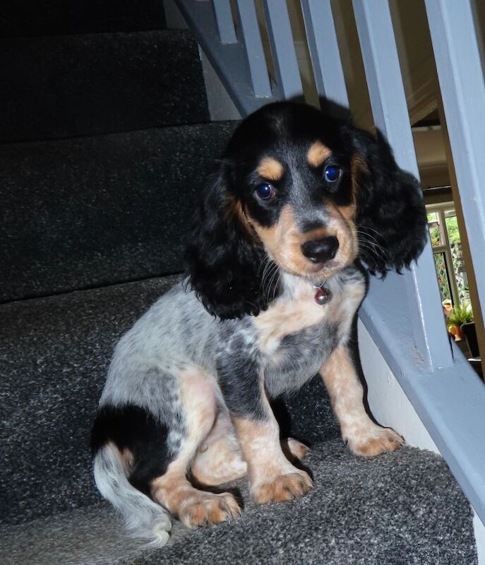 KC Registered Cocker Spaniels - Image 2 of 5