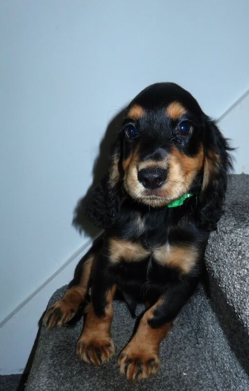 KC Registered Cocker Spaniels - Image 3 of 5