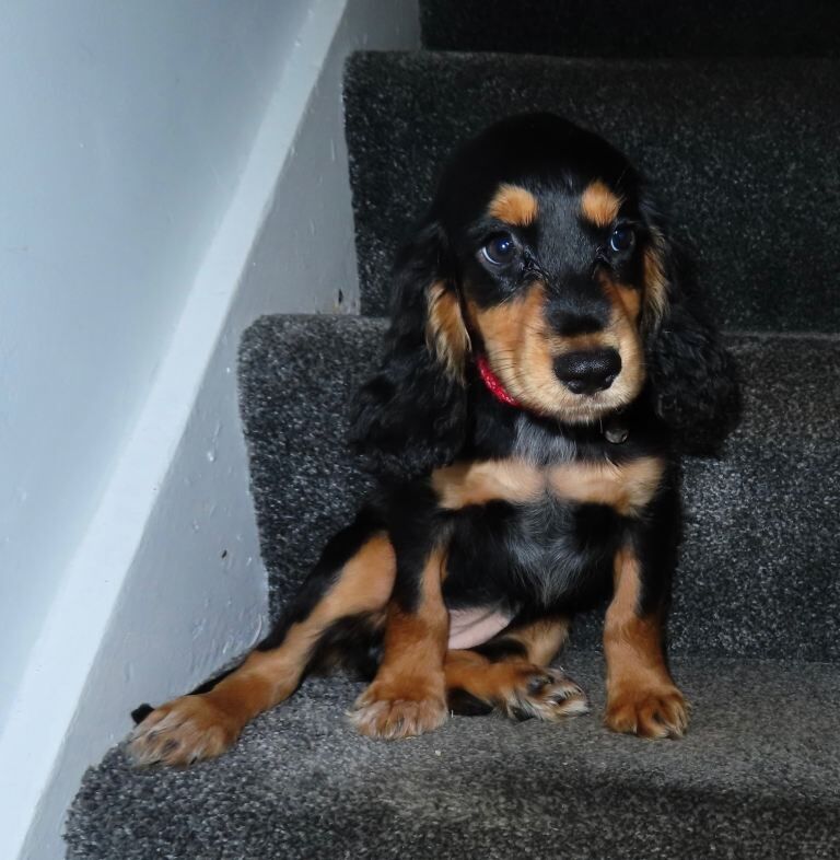 KC Registered Cocker Spaniels - Image 4 of 5