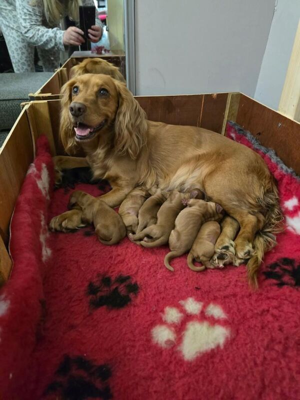 KC Registered Cocker Spaniels