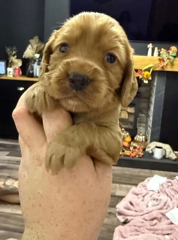 KC Registered Cocker Spaniels - Image 2 of 3