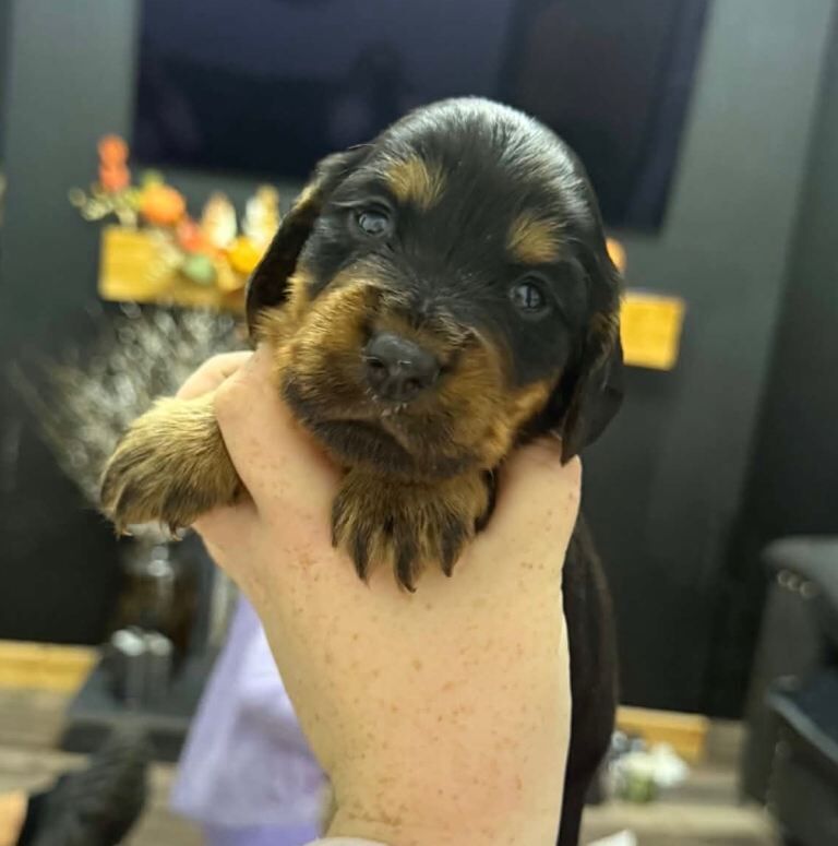 KC Registered Cocker Spaniels - Image 3 of 3