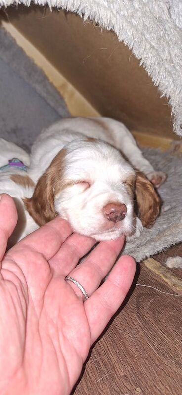 Cocker Spaniel puppies for sale in Southampton, Hampshire – 5 weeks old