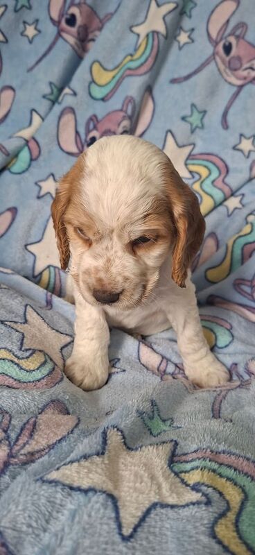 Cocker Spaniel puppies for sale in Southampton, Hampshire – 6 weeks old - Image 2 of 3